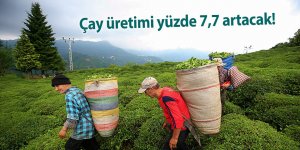Çay üretimi yüzde 7,7 artacak!