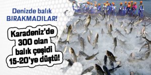 Karadeniz'de 300 olan balık çeşidi 15-20'ye düştü!