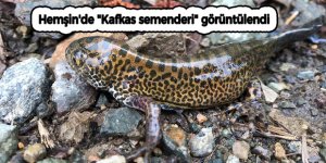 Rize'de "Kafkas semenderi" görüntülendi