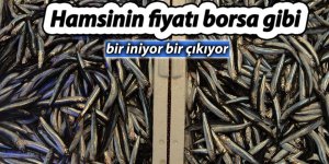 Hamsinin fiyatı borsa gibi bir iniyor bir çıkıyor