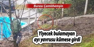 Yiyecek bulamayan ayı yavrusu kümese girdi