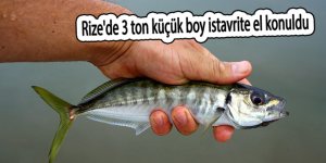 Rize'de 3 ton küçük boy istavrite el konuldu