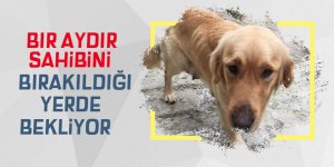 1 aydır sahibini, bırakıldığı yerde bekliyor