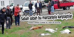 Sokakta yaşayan 8 köpek ve 2 kedi ölü bulundu
