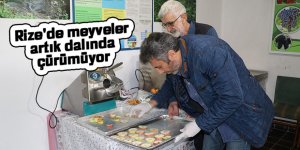 Rize'de meyveler artık dalında çürümüyor