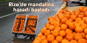 Rize’de mandalina hasadı başladı