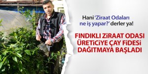 Fındıklı Ziraat Odası çay fidesi üretmeye başladı