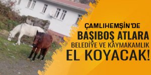 Çamlıhemşin'de başıboş atlar için uyarı!