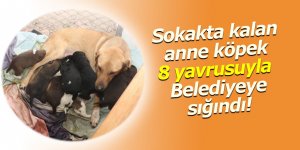 Sokakta kalan anne köpek belediyeye sığındı!