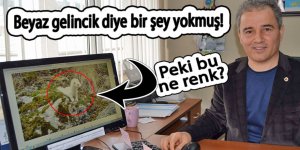 Beyaz gelincik diye bir şey yokmuş!