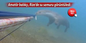 Amatör balıkçı, Rize'de su samuru görüntüledi