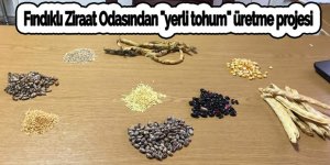 Fındıklı Ziraat Odasından "yerli tohum" üretme projesi