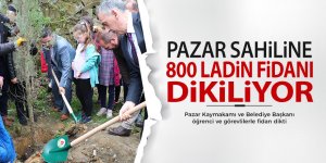 Pazar sahiline 800 ladin fidanı dikiliyor