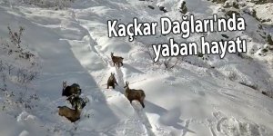 Kaçkar Dağları'nda yaban hayatı...