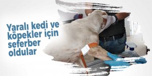 Yaralı kedi ve köpekler için seferber oldular