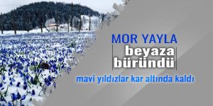 Mor Yayla beyaza büründü, mavi yıldızlar kar altında kaldı