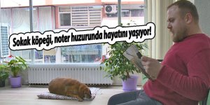 Sokak köpeği Noter huzurunda hayatını yaşıyor