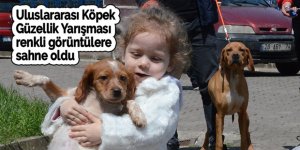 Uluslararası Köpek Güzellik Yarışması, renkli görüntülere sahne oldu