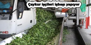 Çaykur işçileri işbaşı yapıyor