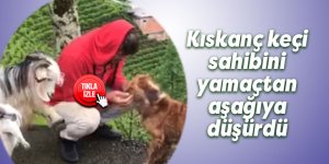 Kıskanç keçi sahibini yamaçtan aşağıya düşürdü