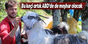 Bu keçi artık ABD'de de meşhur olacak