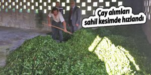 Çay alımları sahil kesimde hızlandı