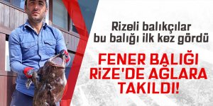 Fener Balığı Rize'de ağlara takıldı!