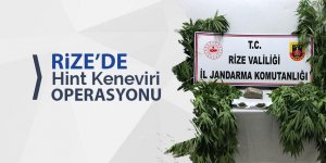 Rize'de 12 kök kenevir ile esrar ele geçirildi