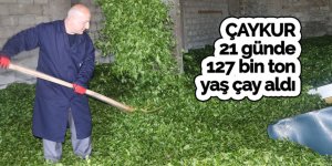 ÇAYKUR 21 günde 127 bin ton yaş çay aldı