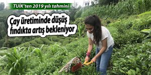 Çay üretiminde düşüş, fındıkta artış bekleniyor