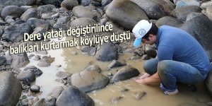 Dere yatağı değiştirilince balıkları kurtarmak köylüye düştü