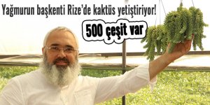 Yağmurun başkenti Rize’de kaktüs yetiştiriyor