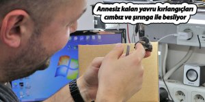 Annesiz kalan yavru kırlangıçları cımbız ve şırınga ile besliyor