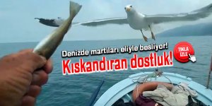 Yunus ve martı ile kıskandıran dostluk!