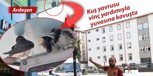 Kuş yavrusu, vinç yardımıyla yuvasına kavuştu