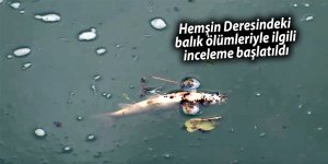 Hemşin Deresindeki balık ölümleriyle ilgili inceleme başlatıldı