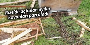 Rize’de aç kalan ayılar kovanları parçaladı