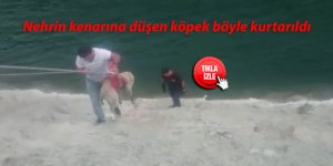 Nehrin kenarına düşen köpek böyle kurtarıldı