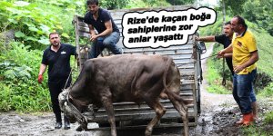 Rize'de kaçan boğa sahiplerine zor anlar yaşattı