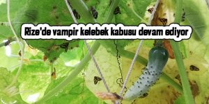 Rize'de vampir kelebek kabusu devam ediyor