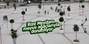 Rize Meydanına meyve ağaçları da dikildi