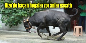 Rize’de kaçan boğalar zor anlar yaşattı