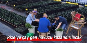 Rize'ye çay gen havuzu kazandırılacak