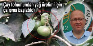 Çay tohumundan yağ üretimi için çalışma başlatıldı