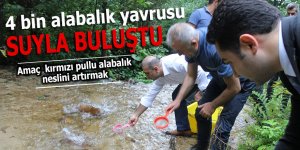 4 bin alabalık yavrusu suyla buluştu