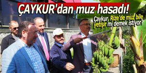 ÇAYKUR'dan muz hasadı