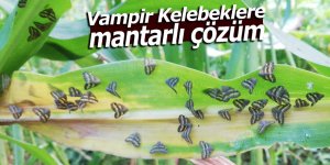 Vampir Kelebeklere mantarlı çözüm