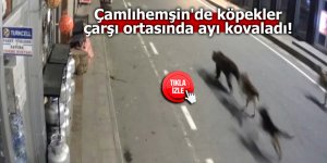 Çamlıhemşin'de köpekler çarşı ortasında ayı kovaladı!