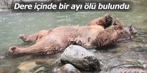 Dere içinde bir ayı ölü bulundu