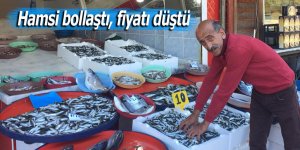 Hamsi bollaştı, fiyatı düştü